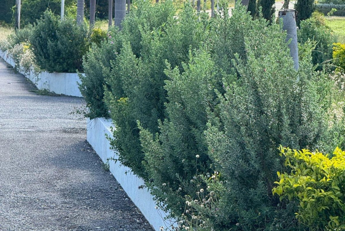 Fifteenth image of 207 Cashoo, Palmbrook Estate in Lacovia, St. Elizabeth, Jamaica - property is For Sale