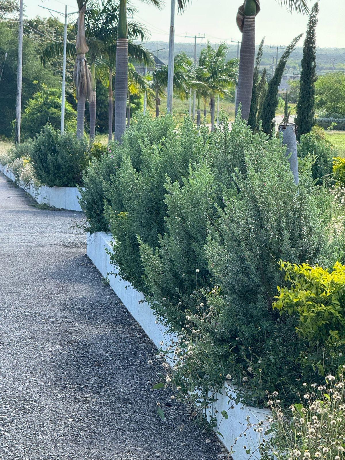 Residential-Lot-for-Sale-at-Palmbrook-Estate-St.-Elizabeth-Jamaica Fifteenth image of 207 Cashoo, Palmbrook Estate in Lacovia, St. Elizabeth, Jamaica - property is For Sale