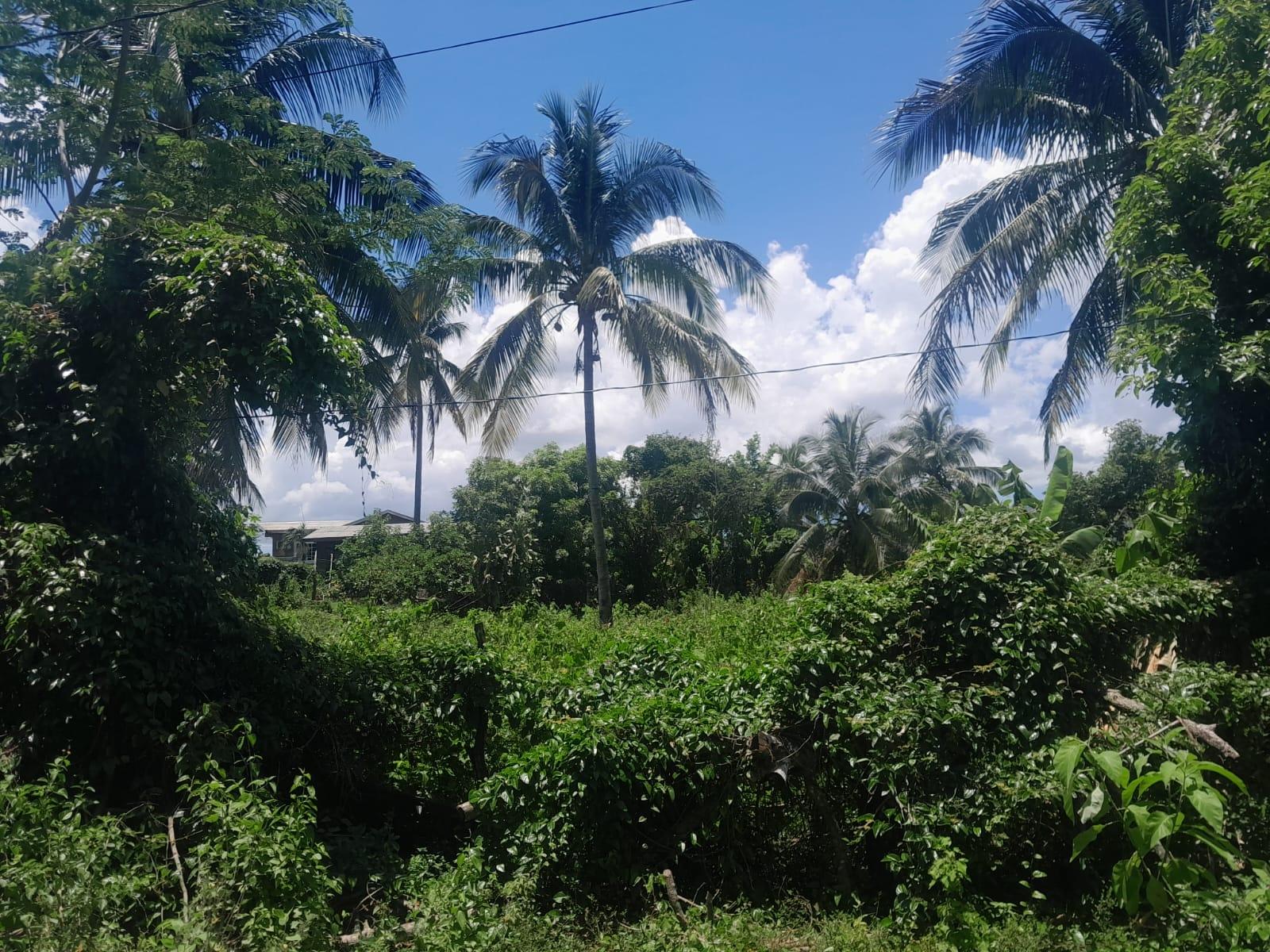 Fourth image of Bybrook Called Longwood in Longwood, St. Elizabeth, Jamaica - property is For Sale