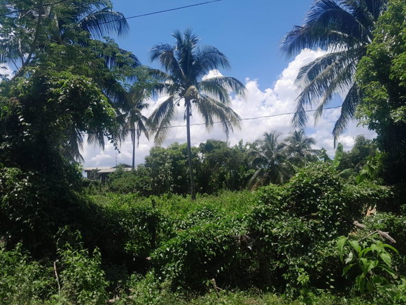 Fourth image of Bybrook Called Longwood in Longwood, St. Elizabeth, Jamaica - property is For Sale