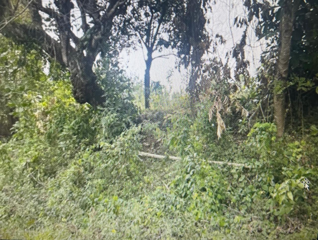 Second image of 87 Mount Hindmost in Chapleton, Clarendon, Jamaica - property is For Sale