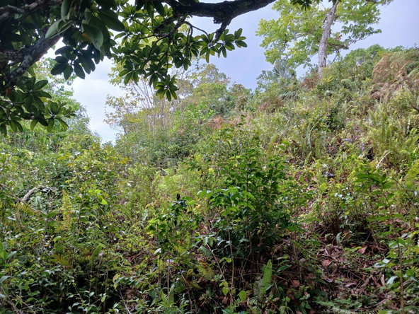 Eighth image of Green Hill, Alexandria, s in Alexandria, St. Ann, Jamaica - property is For Sale
