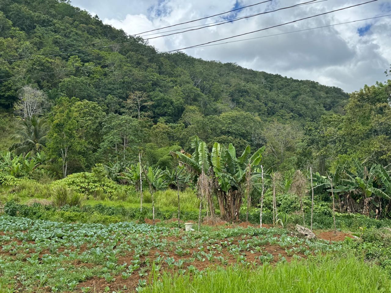 Second image of Lot 1- Holland, St. Catherine in James Mountain, St. Catherine, Jamaica - property is For Sale
