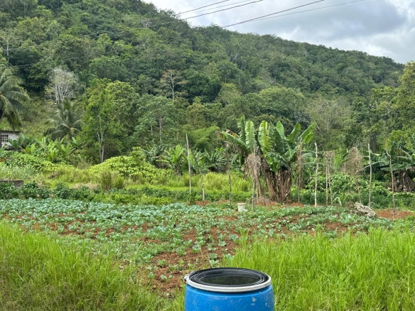 First image of Lot 1- Holland, St. Catherine in James Mountain, St. Catherine, Jamaica - property is For Sale