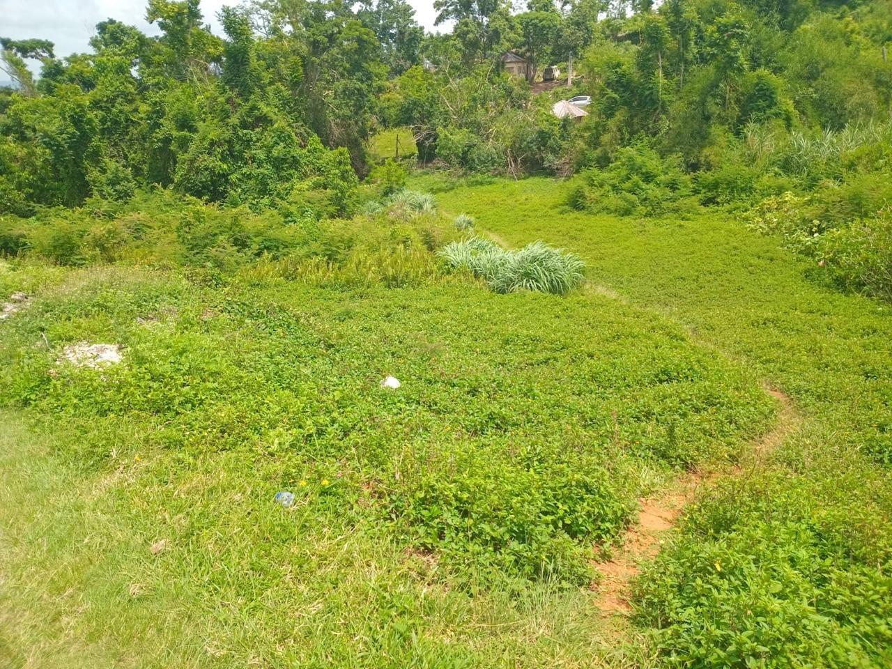 Residential-Lot-for-Sale-in-Manchester-Jamaica-12795-Sq-Ft-Land-on-Church-Grove-Road Fifth image of Church Grove Road in Mandeville, Manchester, Jamaica - property is For Sale