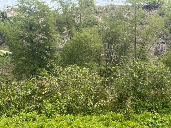 Third image of Lot 285 Orchard Circle Williamsf in Williamsfield, Manchester, Jamaica - property is For Sale