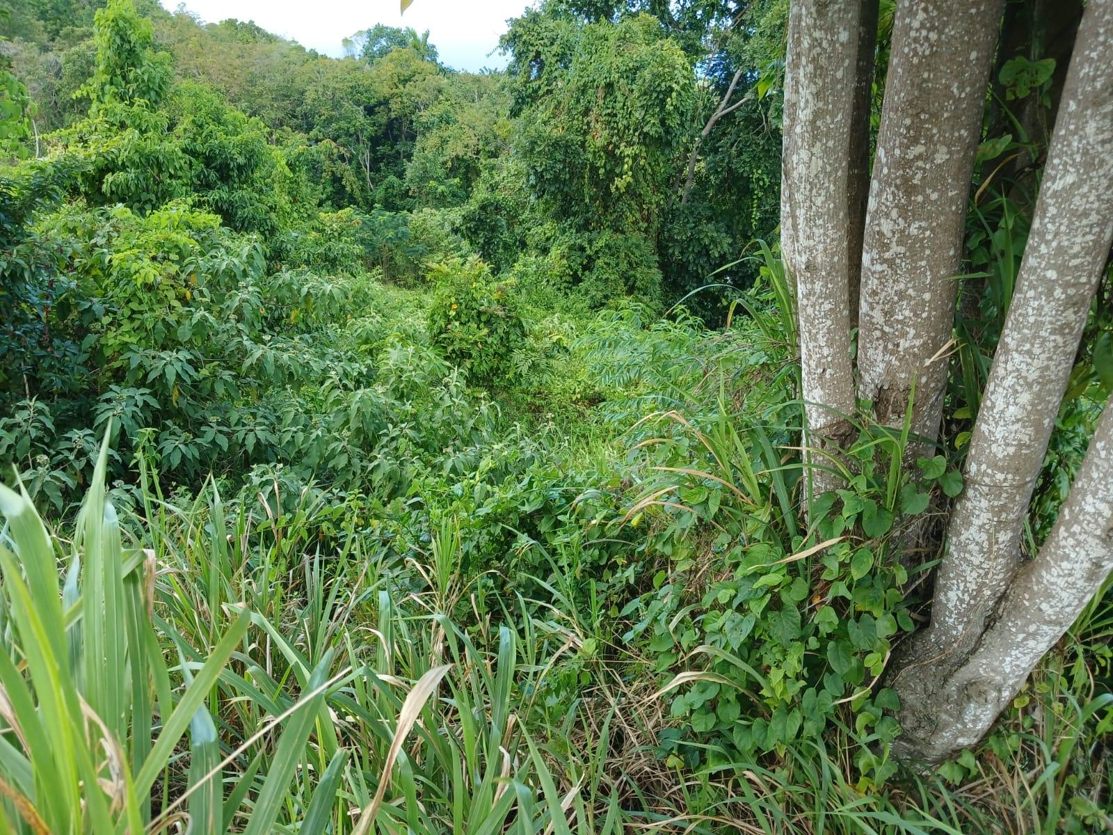 Twelfth image of Lot 23-n/a Dr. Lecky Ave Minard Est in Browns Town, St. Ann, Jamaica - property is For Sale