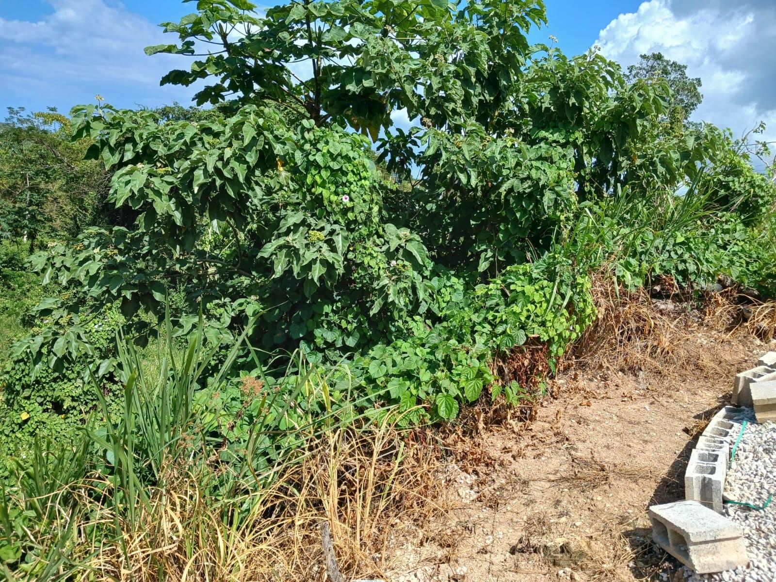 Ninth image of Lot 23-n/a Dr. Lecky Ave Minard Est in Browns Town, St. Ann, Jamaica - property is For Sale
