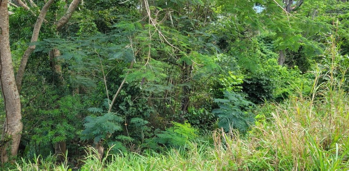 Eleventh image of New Green, Mandeville in Mandeville, Manchester, Jamaica - property is For Sale