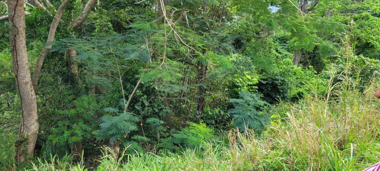 Eleventh image of New Green, Mandeville in Mandeville, Manchester, Jamaica - property is For Sale