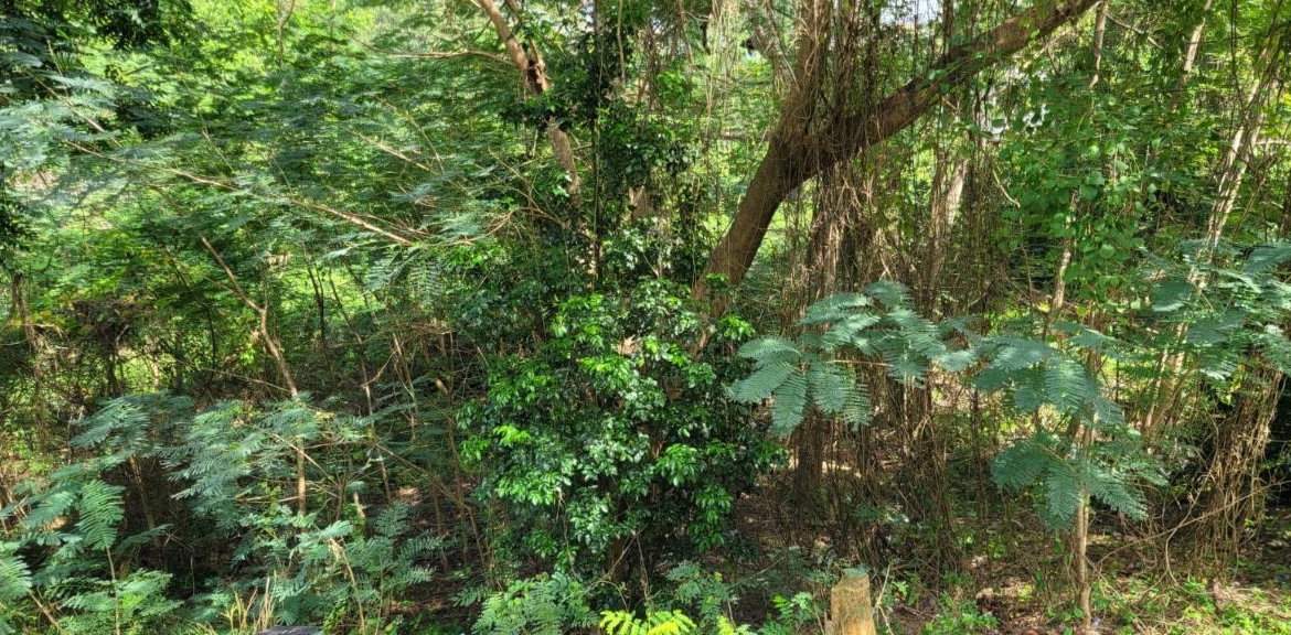 Thirteenth image of New Green, Mandeville in Mandeville, Manchester, Jamaica - property is For Sale