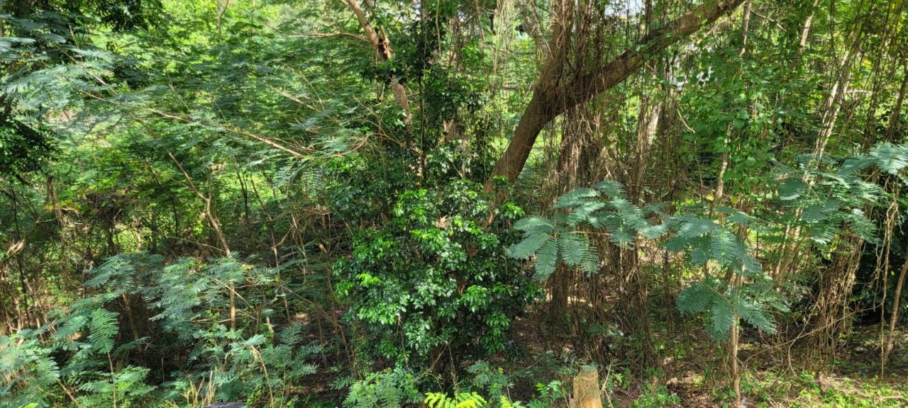 Thirteenth image of New Green, Mandeville in Mandeville, Manchester, Jamaica - property is For Sale