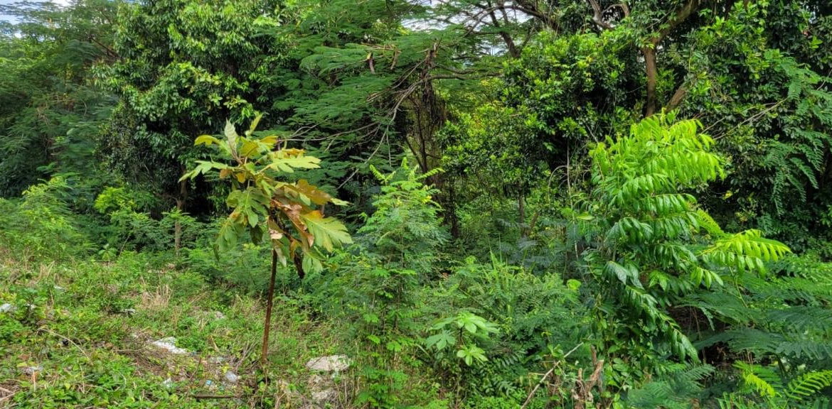 Eighth image of New Green, Mandeville in Mandeville, Manchester, Jamaica - property is For Sale