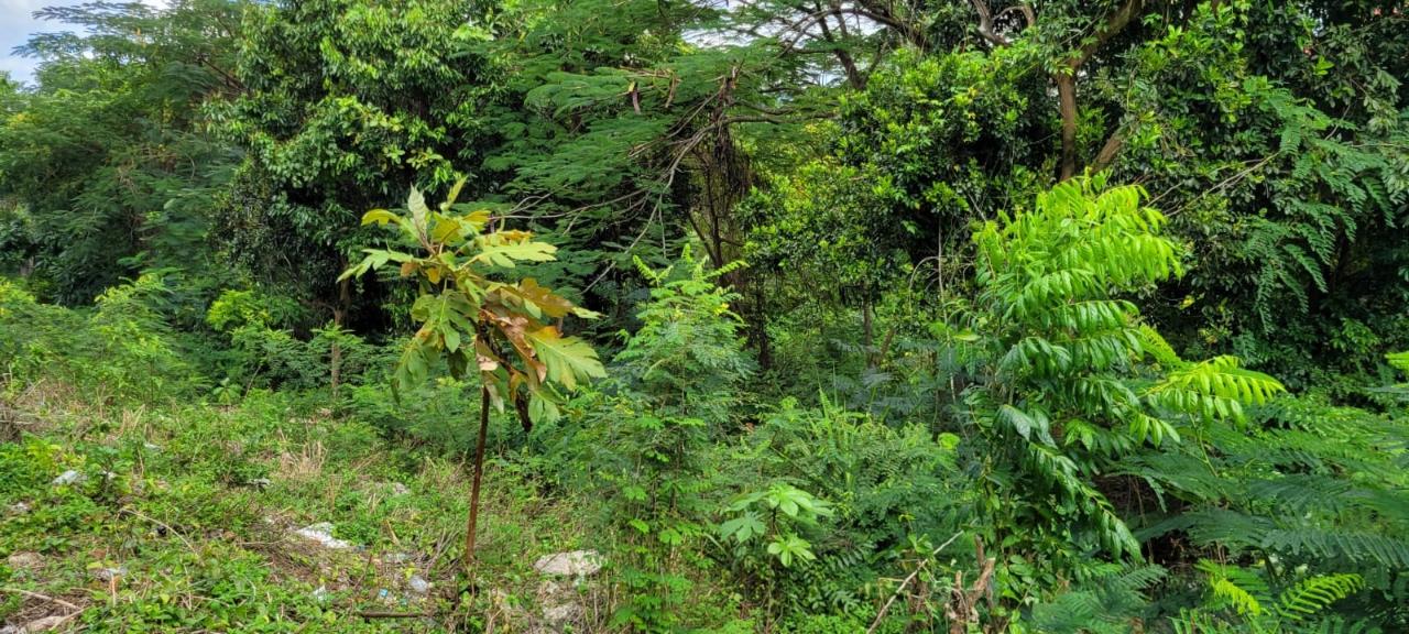 Eighth image of New Green, Mandeville in Mandeville, Manchester, Jamaica - property is For Sale