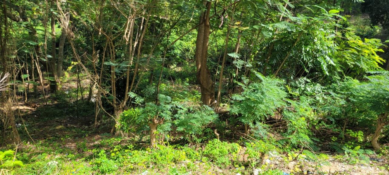 First image of New Green, Mandeville in Mandeville, Manchester, Jamaica - property is For Sale