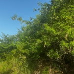 First image of Lot 19- Pleasant Avenue, Pleasant in Red Hills, St. Andrew, Jamaica - property is For Sale