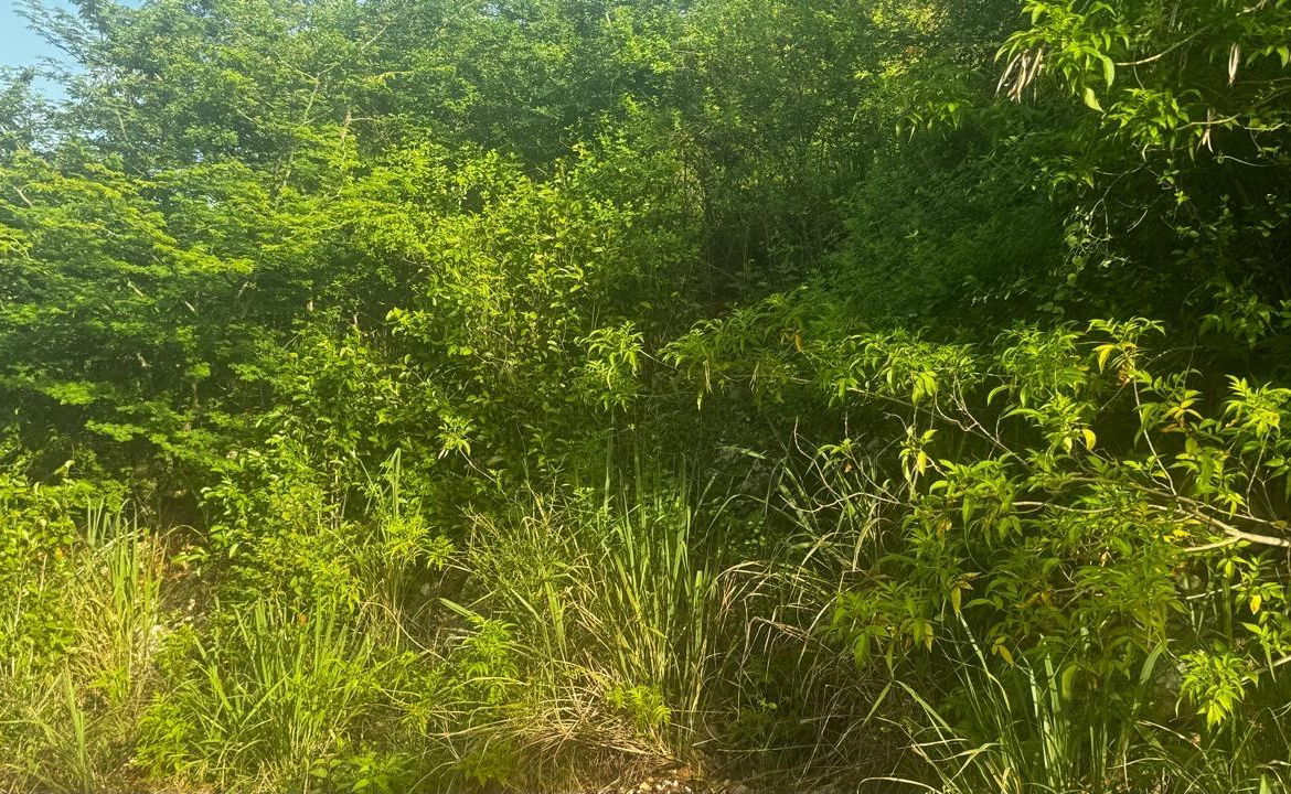 Fourth image of Lot 19- Pleasant Avenue, Pleasant in Red Hills, St. Andrew, Jamaica - property is For Sale