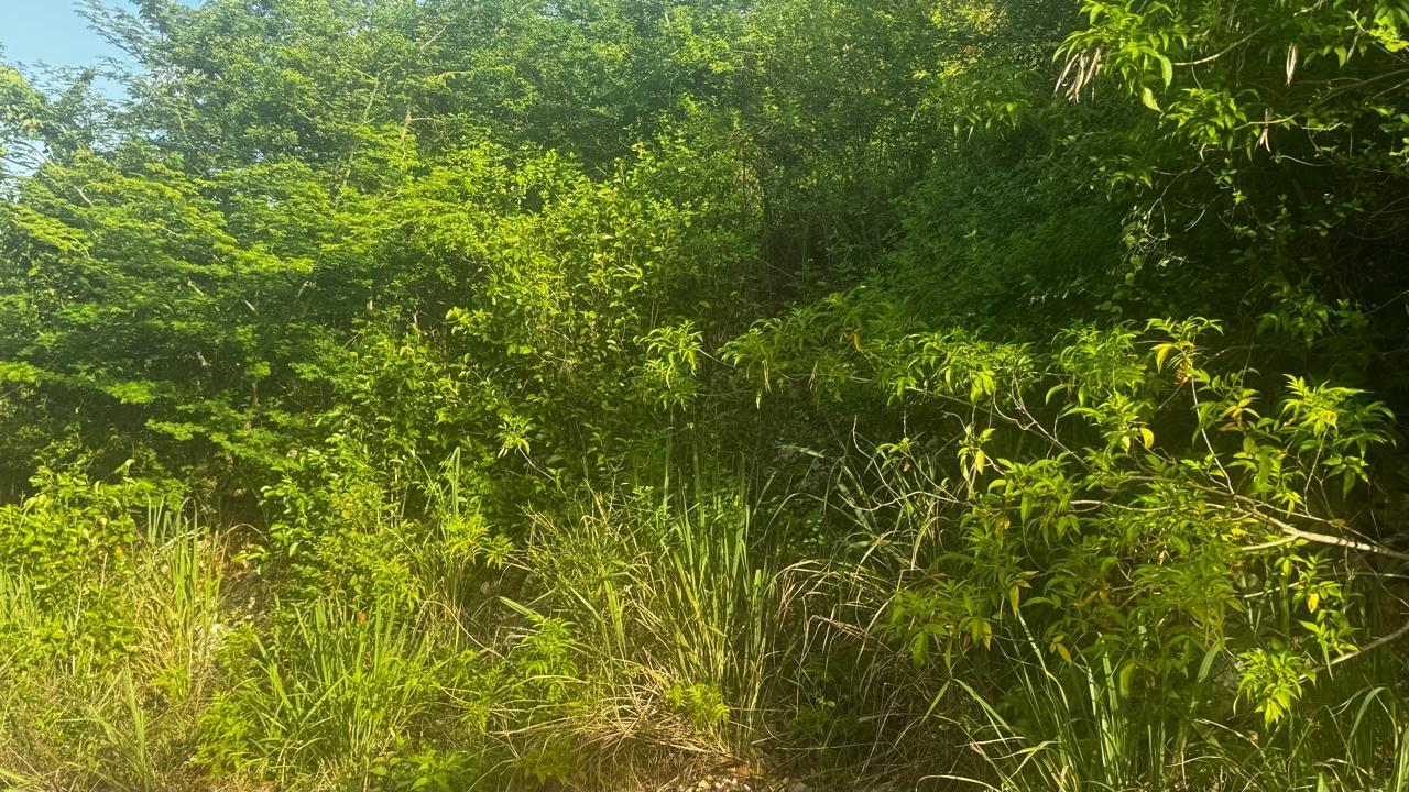 Fourth image of Lot 19- Pleasant Avenue, Pleasant in Red Hills, St. Andrew, Jamaica - property is For Sale