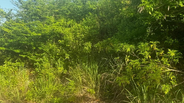 Fourth image of Lot 19- Pleasant Avenue, Pleasant in Red Hills, St. Andrew, Jamaica - property is For Sale