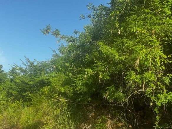 First image of Lot 19- Pleasant Avenue, Pleasant in Red Hills, St. Andrew, Jamaica - property is For Sale