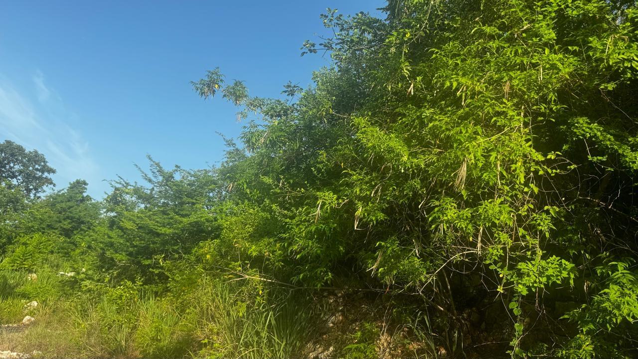 Seventh image of Lot 19- Pleasant Avenue, Pleasant in Red Hills, St. Andrew, Jamaica - property is For Sale