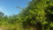 First image of Lot 19- Pleasant Avenue, Pleasant in Red Hills, St. Andrew, Jamaica - property is For Sale