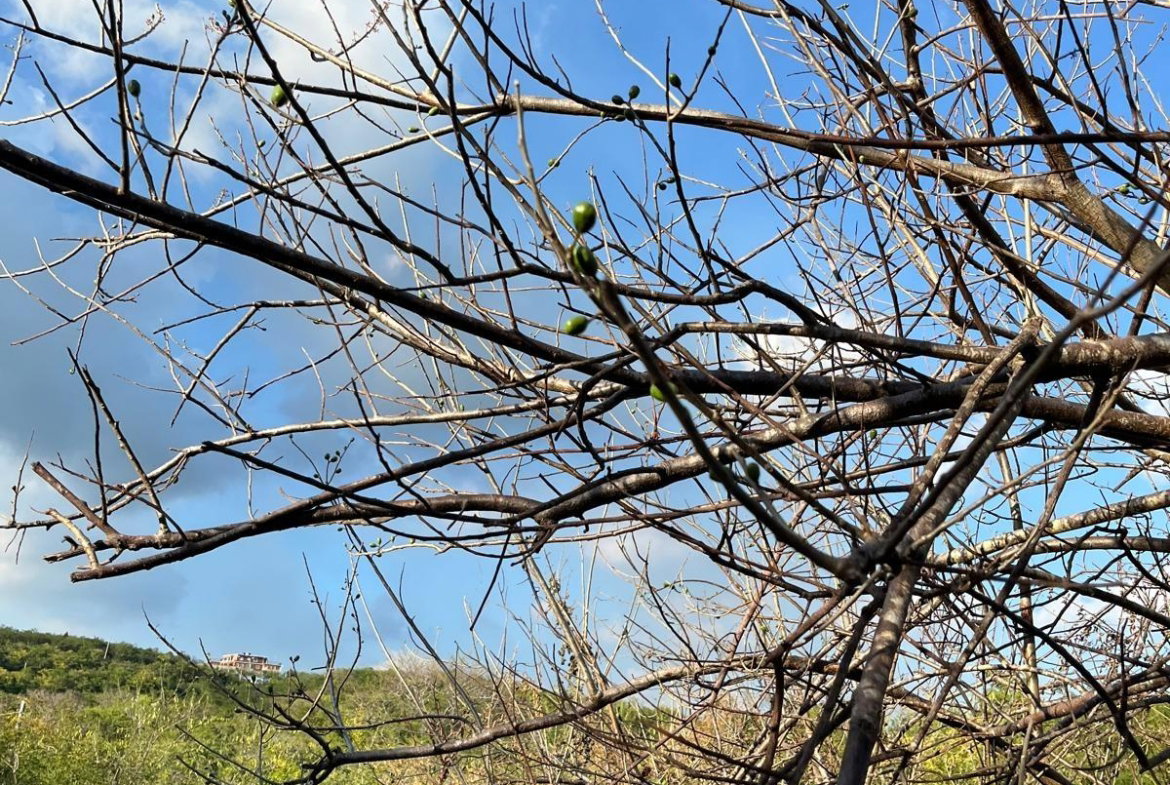 Eleventh image of Lot 80 Ford Way, Red Ground, St. in Cocoa Walk, St. Catherine, Jamaica - property is For Sale
