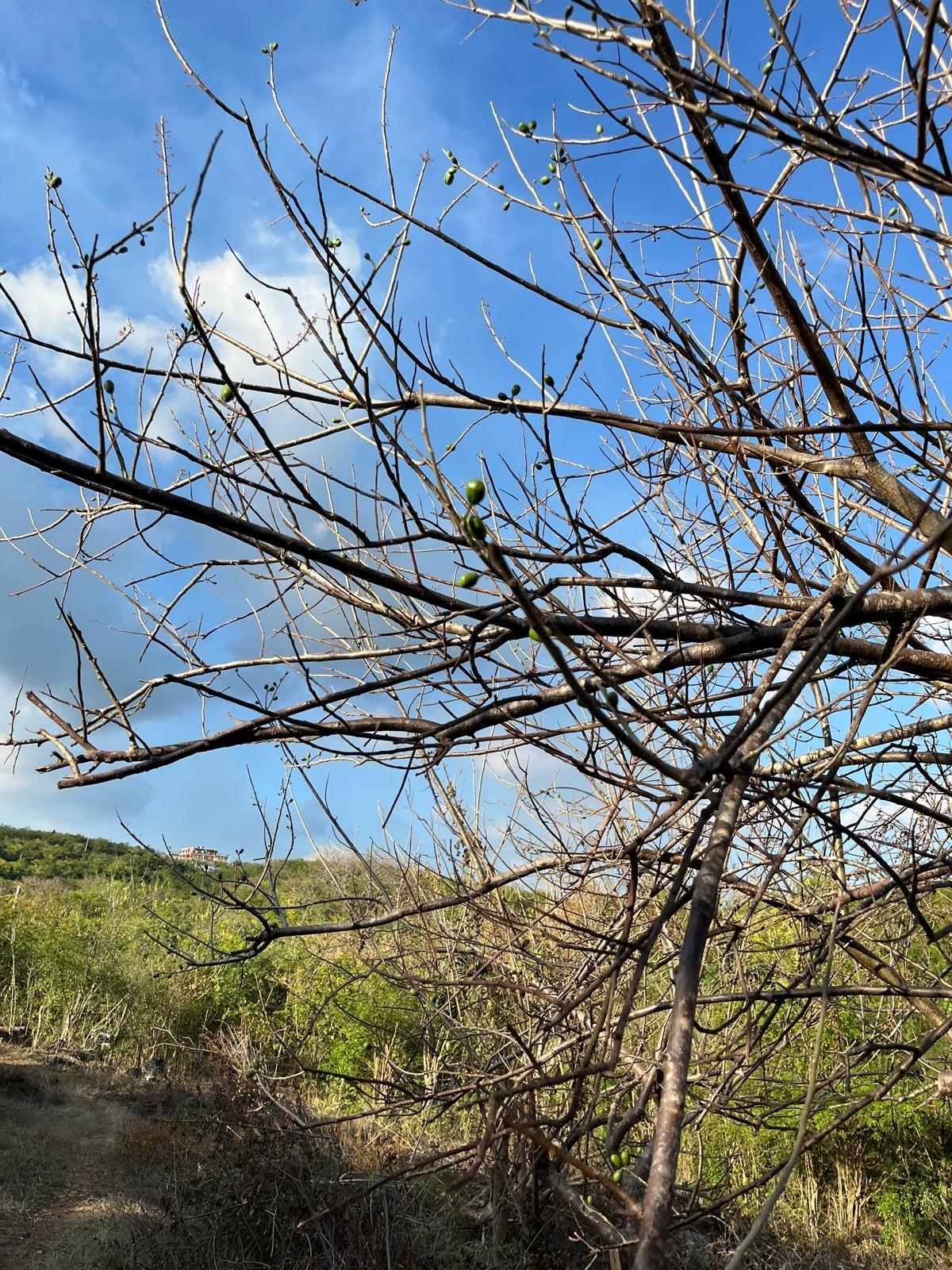Eleventh image of Lot 80 Ford Way, Red Ground, St. in Cocoa Walk, St. Catherine, Jamaica - property is For Sale