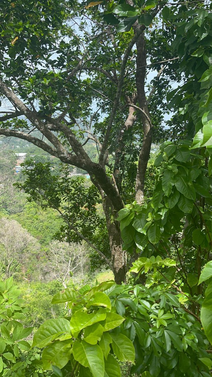 Fourth image of Sherbourne Heights in Kingston 9, St. Andrew, Jamaica - property is For Sale