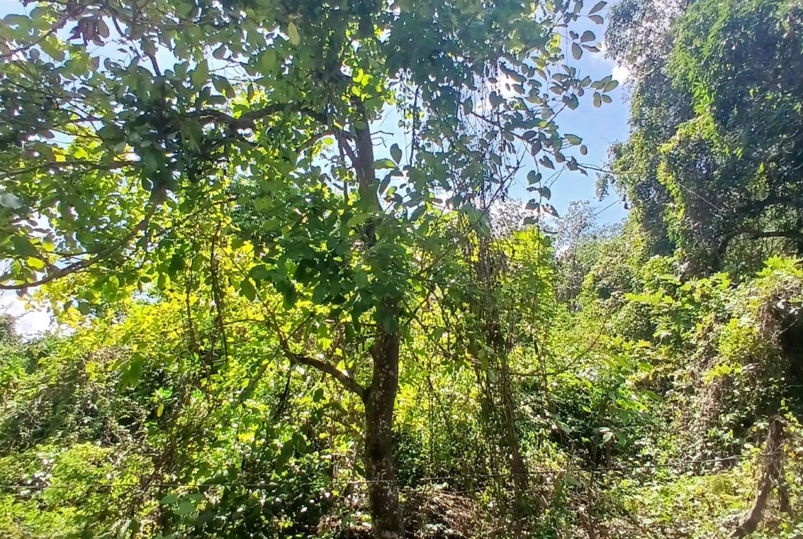 Second image of Spring Grove, Porus P.o m in Porus, Manchester, Jamaica - property is For Sale