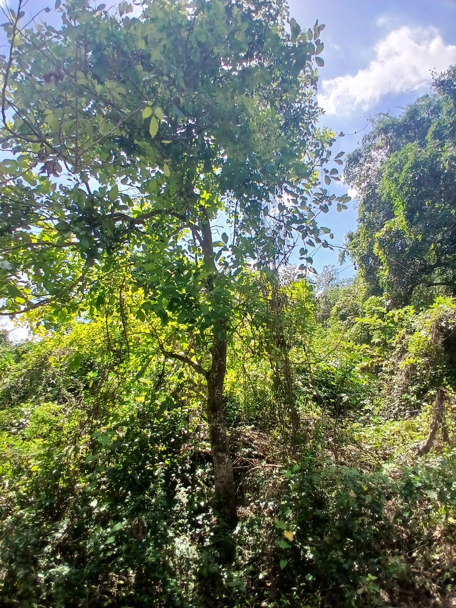 Second image of Spring Grove, Porus P.o m in Porus, Manchester, Jamaica - property is For Sale