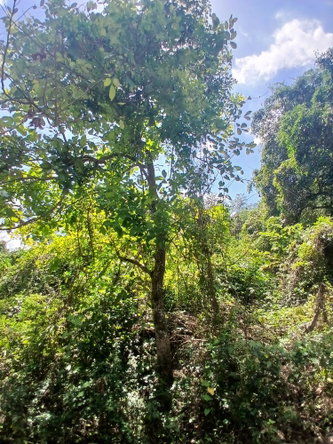 Second image of Spring Grove, Porus P.o m in Porus, Manchester, Jamaica - property is For Sale