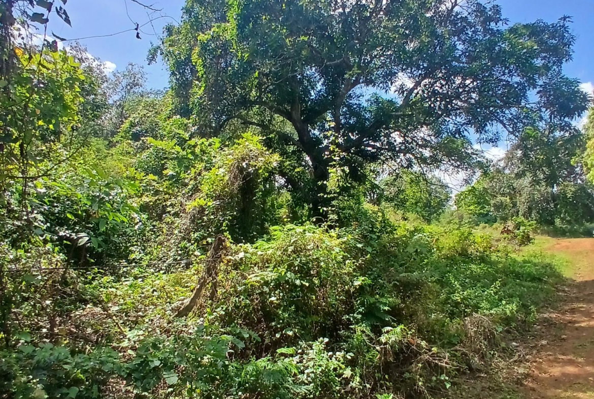 First image of Spring Grove, Porus P.o m in Porus, Manchester, Jamaica - property is For Sale