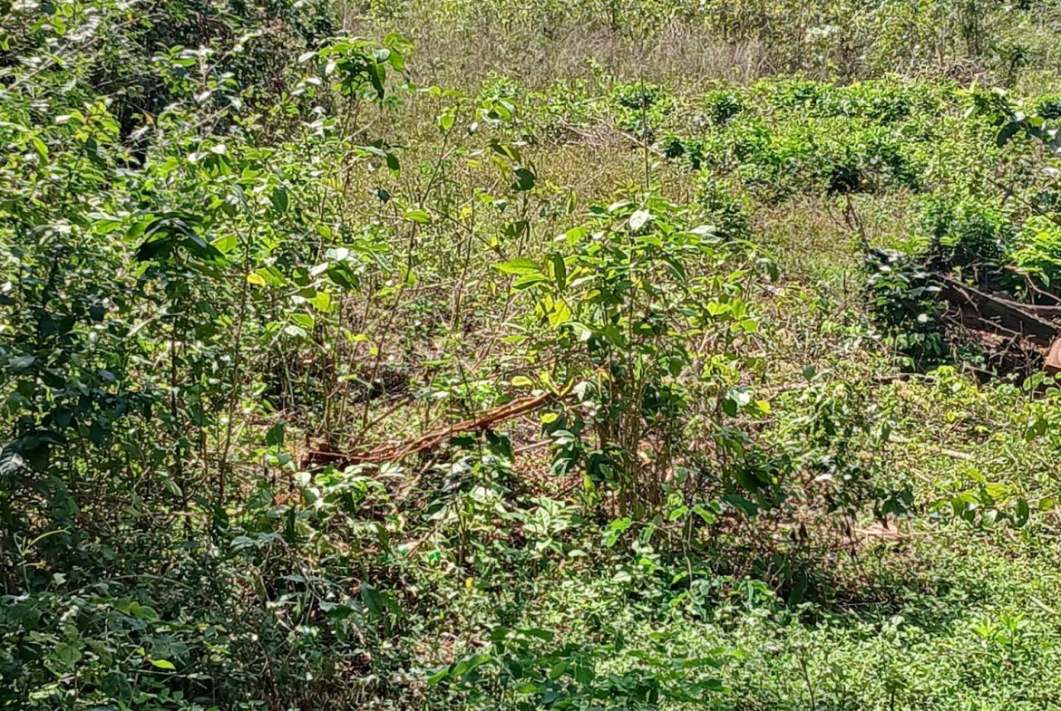 Third image of Spring Grove, Porus P.o m in Porus, Manchester, Jamaica - property is For Sale