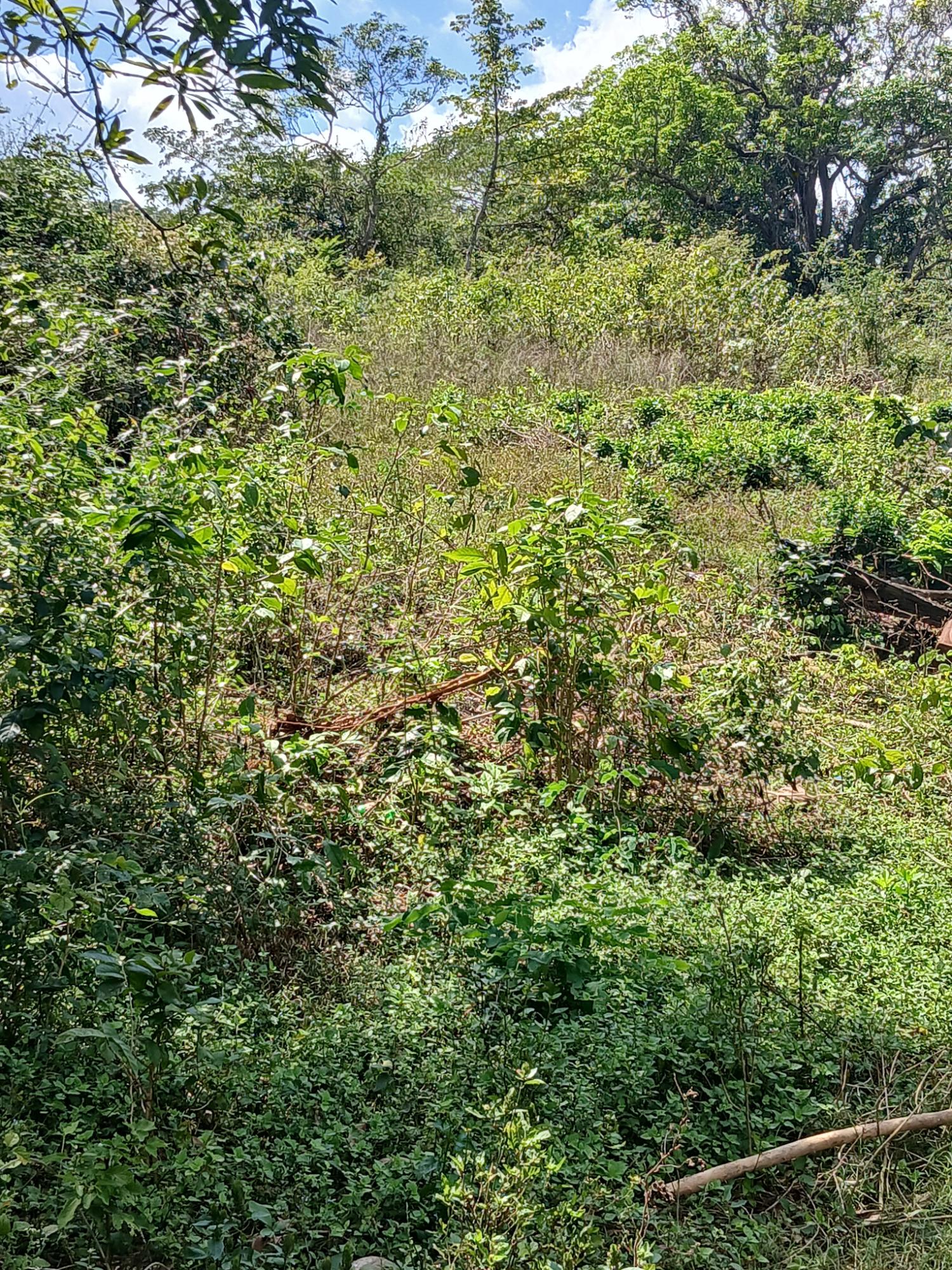 Third image of Spring Grove, Porus P.o m in Porus, Manchester, Jamaica - property is For Sale