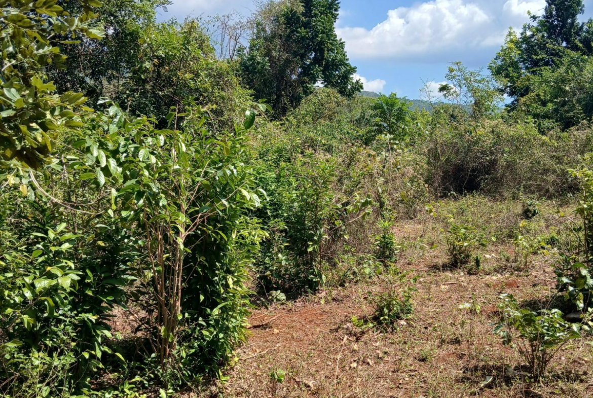Fourth image of Spring Grove, Porus P.o m in Porus, Manchester, Jamaica - property is For Sale