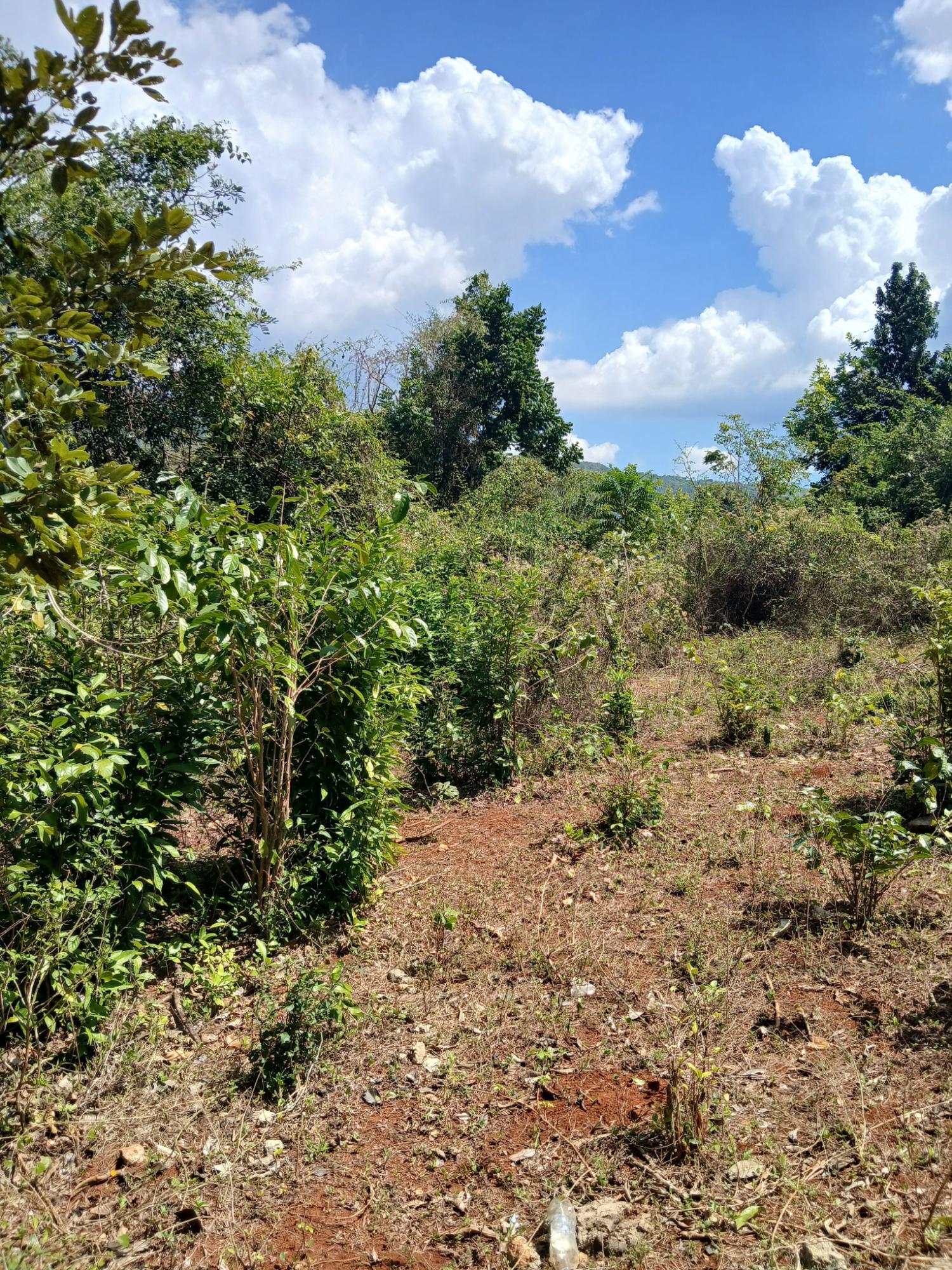 Fourth image of Spring Grove, Porus P.o m in Porus, Manchester, Jamaica - property is For Sale