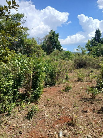 Fourth image of Spring Grove, Porus P.o m in Porus, Manchester, Jamaica - property is For Sale