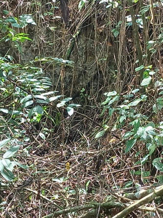 Fifth image of Spring Grove, Porus P.o m in Porus, Manchester, Jamaica - property is For Sale