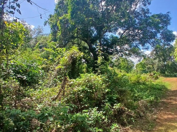 First image of Spring Grove, Porus P.o m in Porus, Manchester, Jamaica - property is For Sale