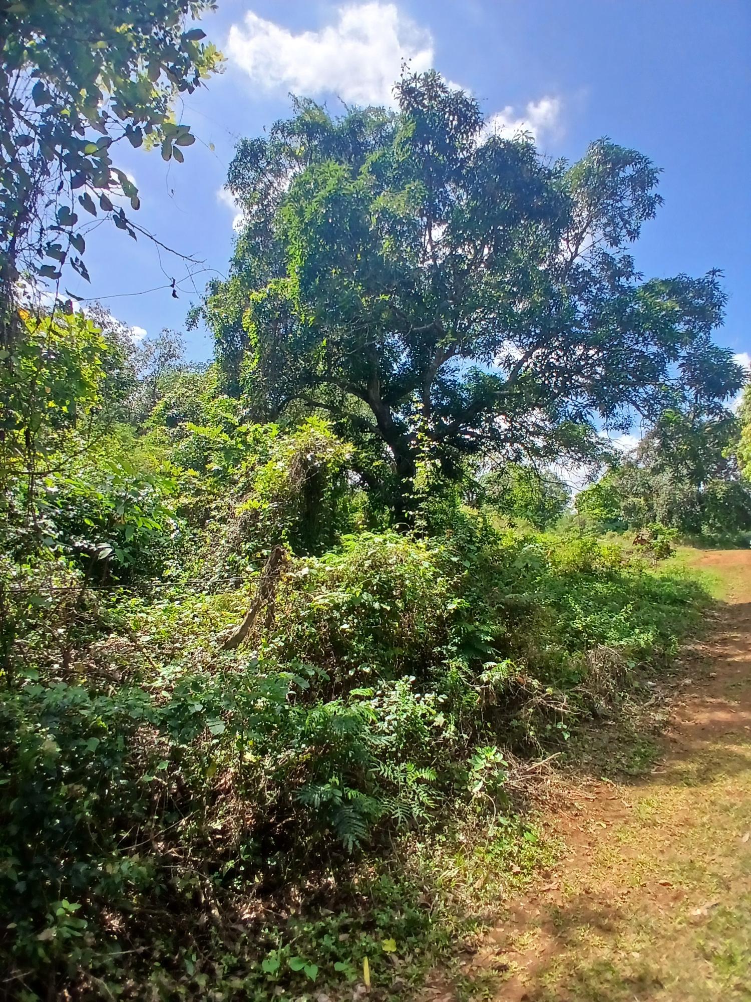 First image of Spring Grove, Porus P.o m in Porus, Manchester, Jamaica - property is For Sale