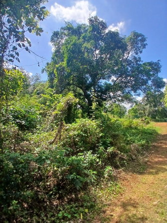 First image of Spring Grove, Porus P.o m in Porus, Manchester, Jamaica - property is For Sale
