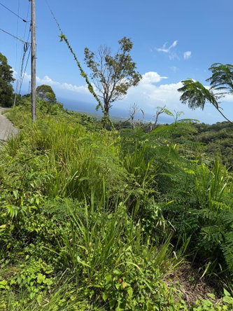 Fourth image of Lot 1b Las Palmas in St. Ann's Bay, St. Ann, Jamaica - property is For Sale