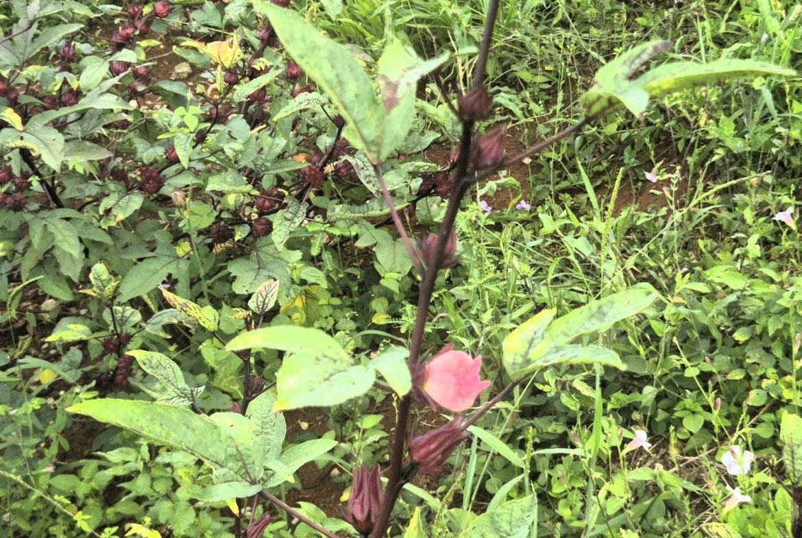 Second image of Lititz Main Road in Lititz Pen, St. Elizabeth, Jamaica - property is For Sale