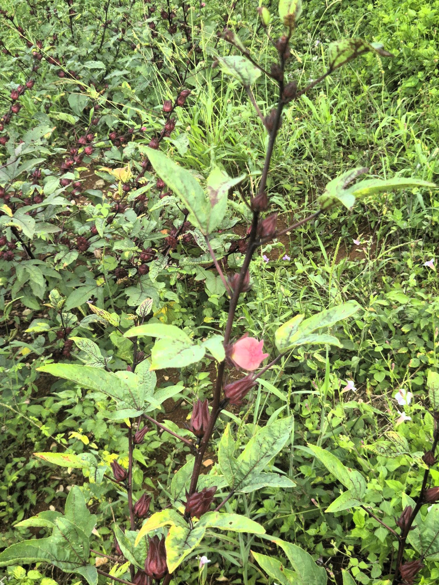 Second image of Lititz Main Road in Lititz Pen, St. Elizabeth, Jamaica - property is For Sale