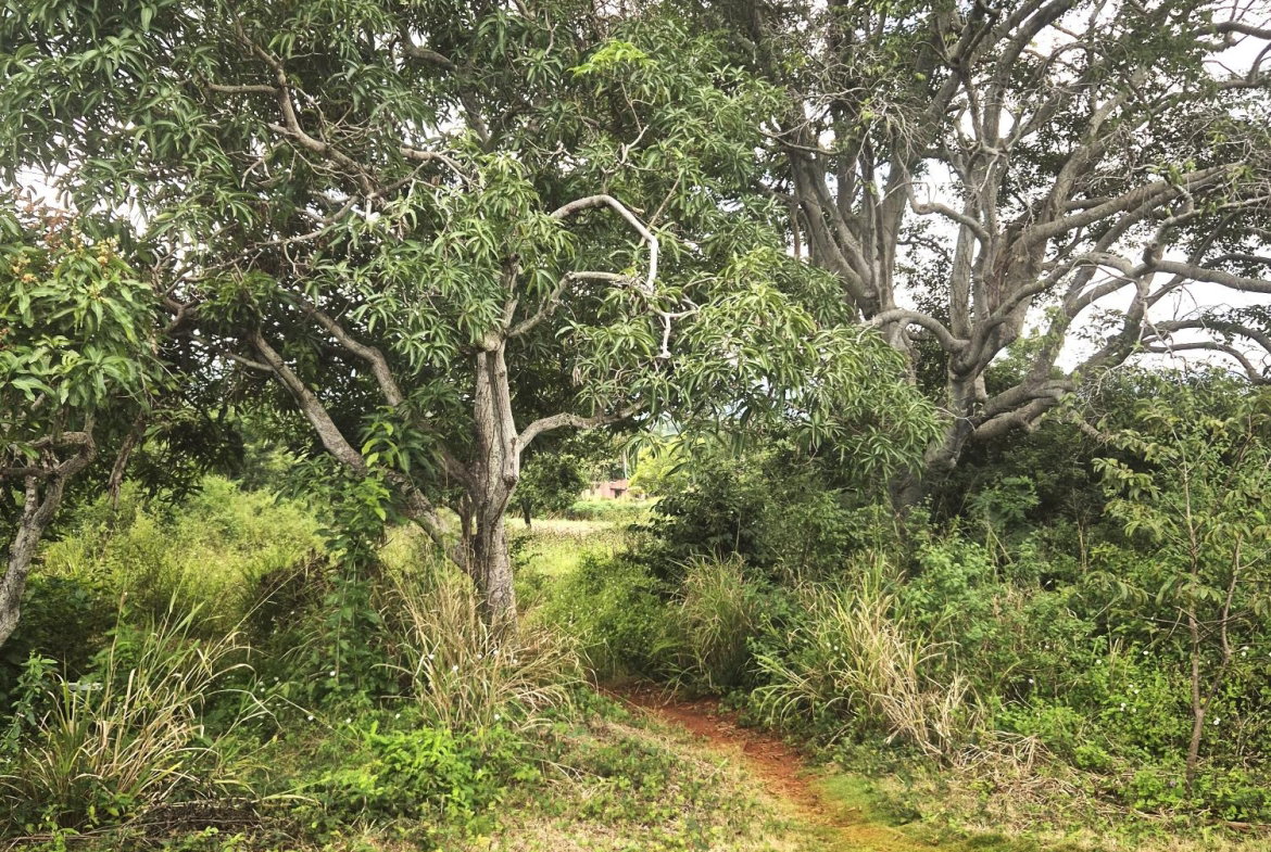 Eighth image of Lititz Main Road in Lititz Pen, St. Elizabeth, Jamaica - property is For Sale