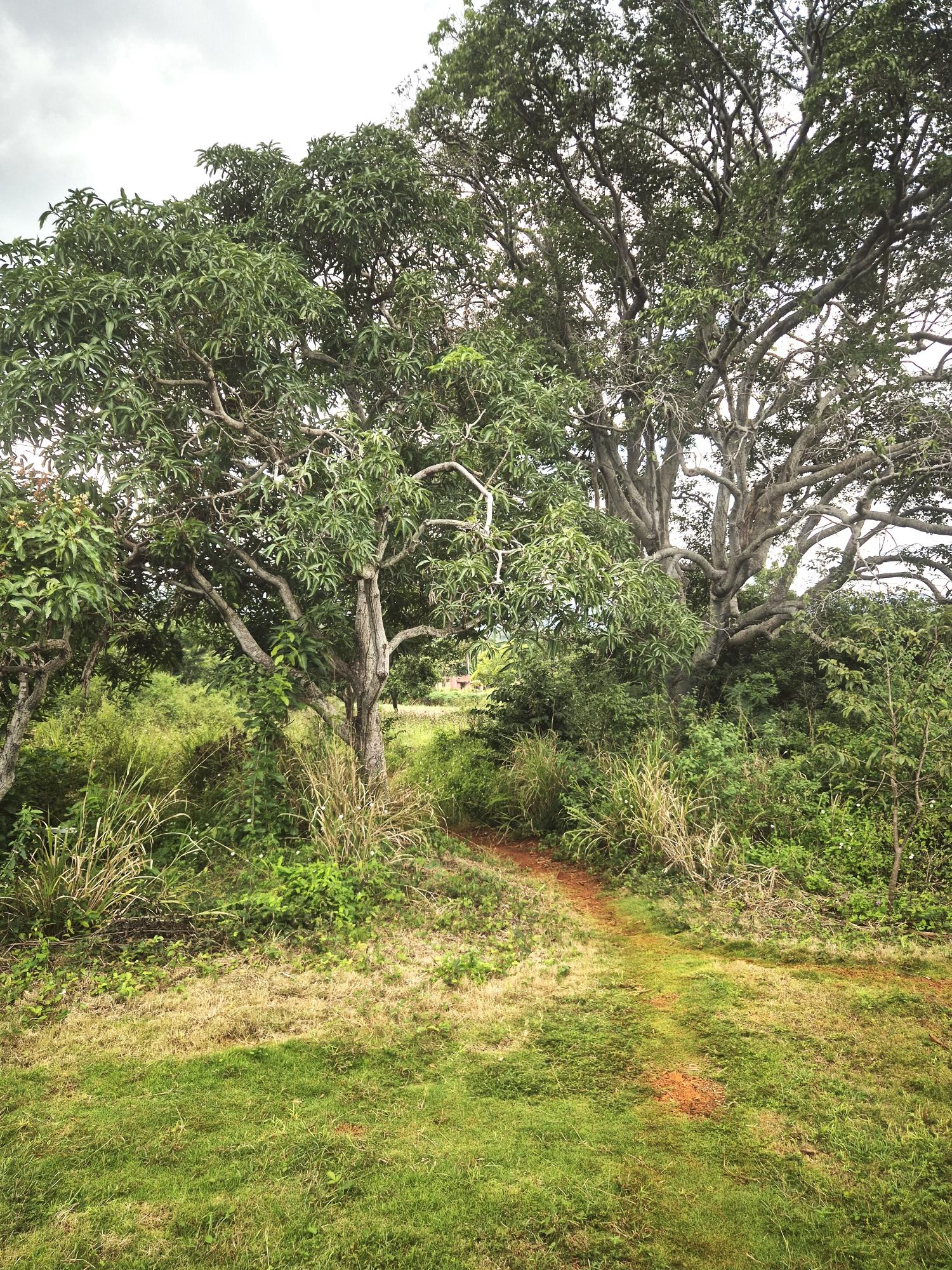 Eighth image of Lititz Main Road in Lititz Pen, St. Elizabeth, Jamaica - property is For Sale