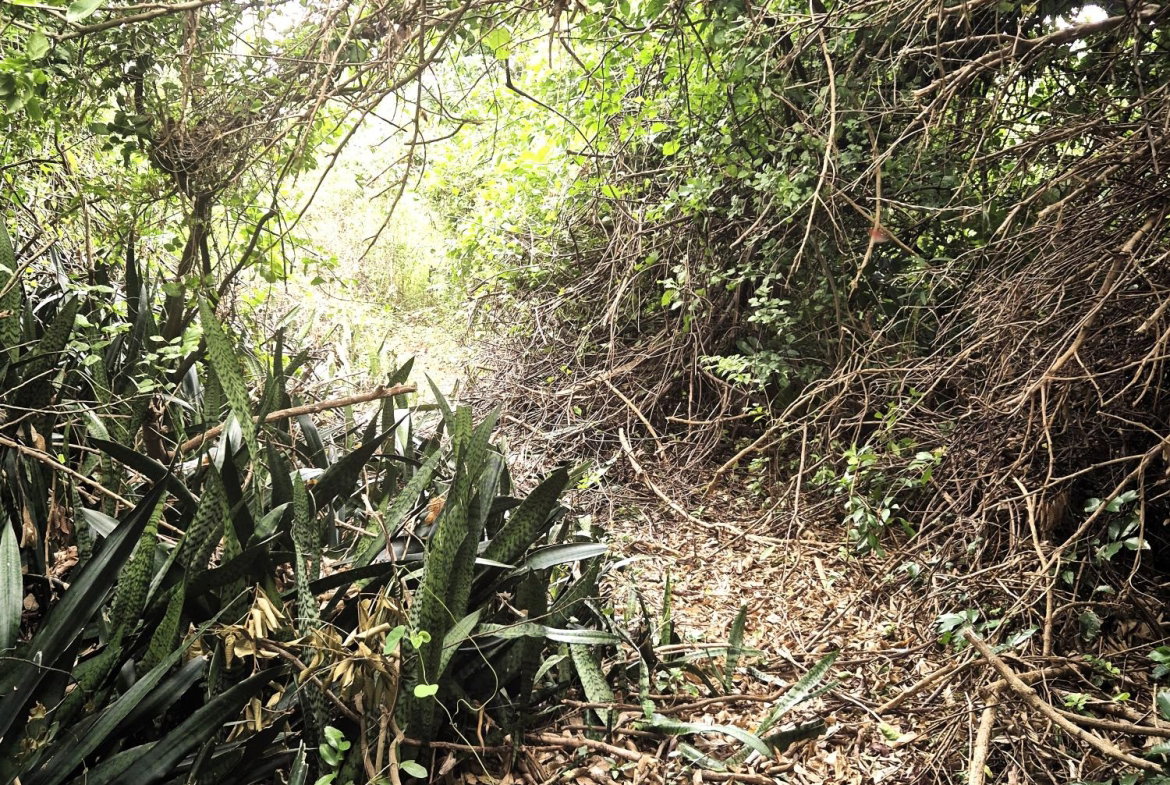 Ninth image of Lititz Main Road in Lititz Pen, St. Elizabeth, Jamaica - property is For Sale