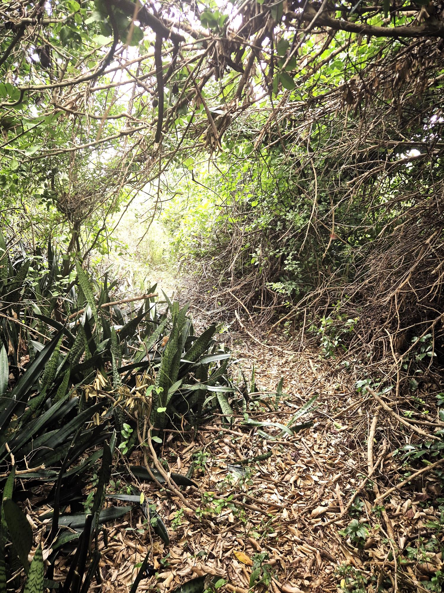 Ninth image of Lititz Main Road in Lititz Pen, St. Elizabeth, Jamaica - property is For Sale