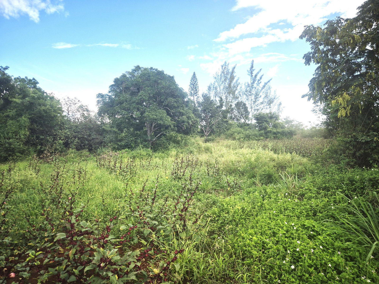 First image of Lititz Main Road in Lititz Pen, St. Elizabeth, Jamaica - property is For Sale